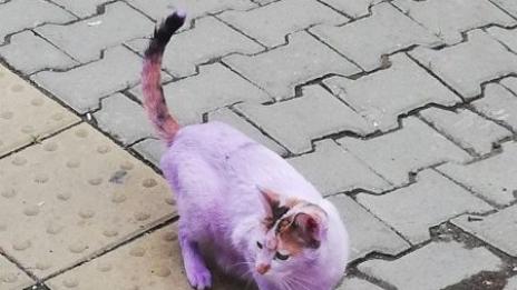 Отново боядисаха котка, този път в лилаво