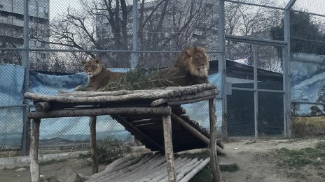 Зоопаркът във Варна прави конкурс за най-сладка двойка