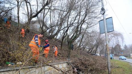 Санитарна сеч почиства терени край пътя за Златни пясъци