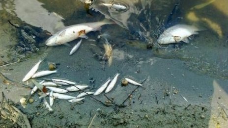 Умряла риба изхвърли Черно море между Каварна и Балчик