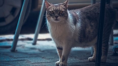 Организация предлага програма за овладяване на популацията на безстопанствените котки във Варна