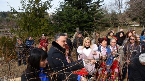 В двореца Евксиноград зарязаха лозята за празника (СНИМКИ)