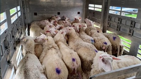 БАБХ засилва контрола върху транспортирането на живи животни през лятото