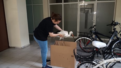 В Кубрат спасиха щъркелче в безпомощно състояние (СНИМКИ)