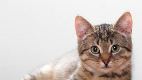 Мъжките котки са предимно левичари, казват учени