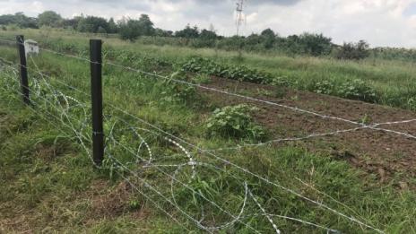 Eвтаназираха над 100 прасета в Бургаско заради африканската чума