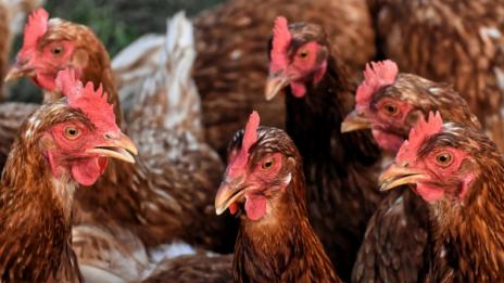 Салмонела затри птицеферма, убиха птиците нехуманно