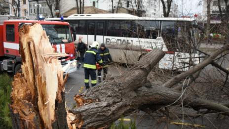 Силният вятър прекърши 7 дървета във Варна