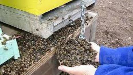 Продължава масовото отравяне на пчели във Варненско