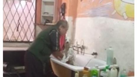 Фризьор танцува с кучетата, докато ги къпе (Видео)