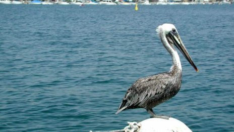 Експерт: Черно море е в добро екологично състояние