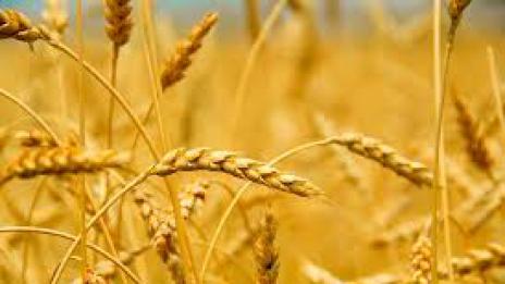 Olam: И през 2017 г. цените на зърното ще останат ниски