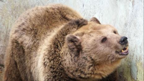 Мечките в Белица – на годишен преглед