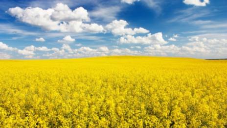 Очаква се по-висока реколта от рапица в Европа