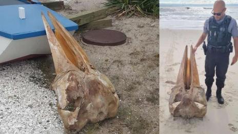 Гигантски череп на кит се появи на плаж в САЩ