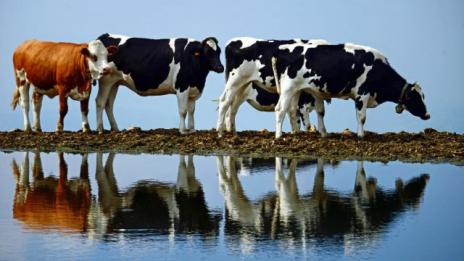 Излязоха пробите от водата, която отрови 28 крави