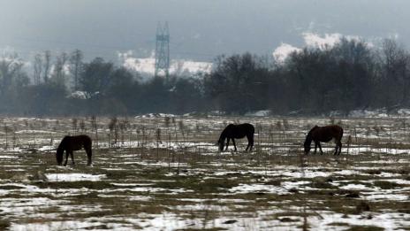 Най-много проверки за насилие над животни са направени в Хасково и Ямбол