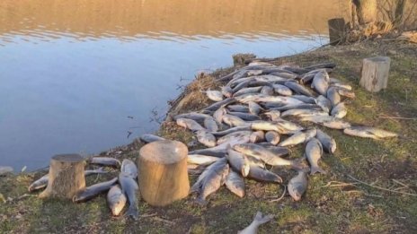 Мъртва риба задръсти язовир край Варна