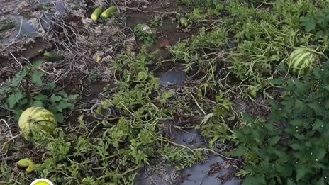 Сушата и високите температури съсипаха реколтата в Добруджа