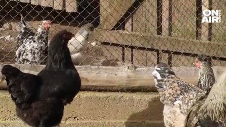Кокошки в наше село снасят не какви да е, а... зелени яйца ВИДЕО