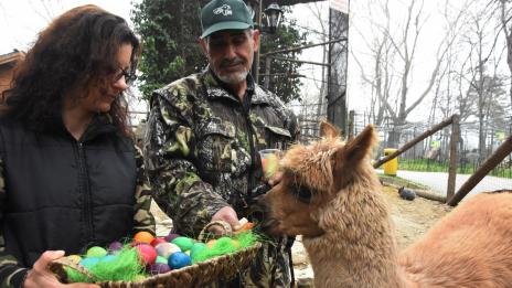 Животните от варненския зоопарк хапнаха великденски яйца (СНИМКИ)