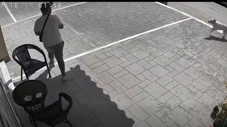 Герои! Улични кучета осуетиха кражба в Кърджали (ВИДЕО)