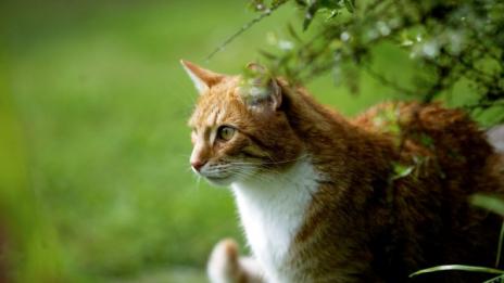 Котарак измина разстоянието от 2 200 километра