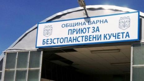 Общинският приют отново приема безстопанствени кучета