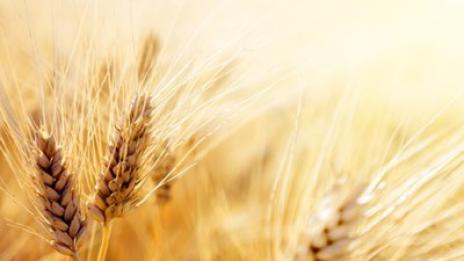 Вредители унищожават 40% от земеделската продукция