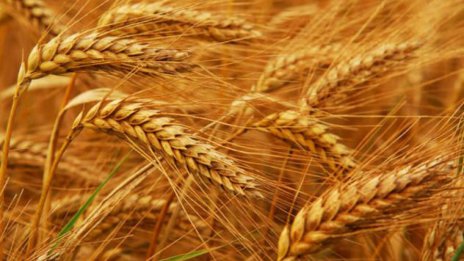 Пшеницата с 12 % по-малко в световен мащаб