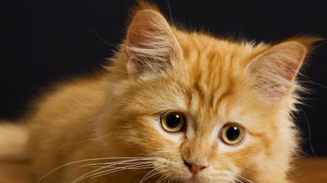 Котките нямат нужда от стопаните си