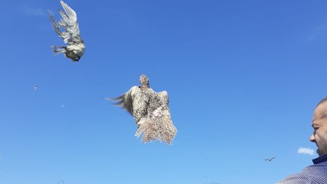 Разселиха над 200 фазани в Провадийско