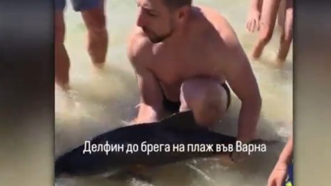 Летовници спасиха делфинче на плаж във Варна (ВИДЕО)