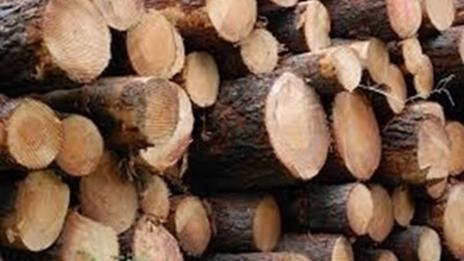 300 дървета безследно изсечени в Търновско 