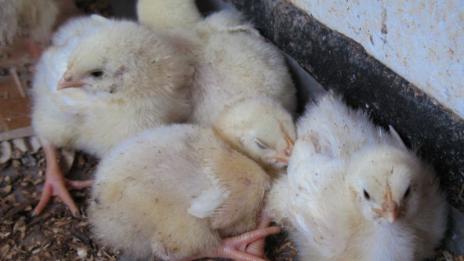 Забраняват пазарите на птици и свине в Бургаско