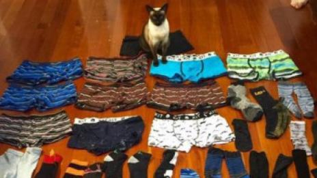 Котка клептоманка краде мъжко бельо