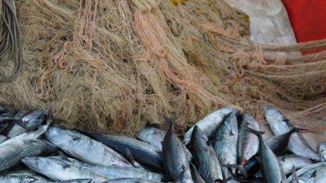 Морето завря от паламуд, рибари вадят тонове край Царево 