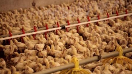 Проверяват за заразени птици у нас