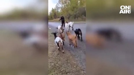Полицейски прийом: Вържи дъртата и едра коза, да ти е мирно стадото ВИДЕО
