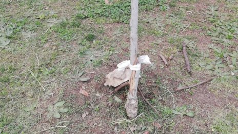 Чупят новозасадени дръвчета в центъра на Варна (СНИМКИ)