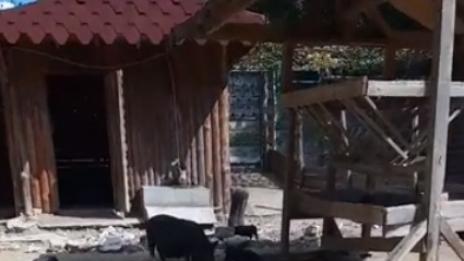 Продължава бейби бумът във Варненския зоопарк