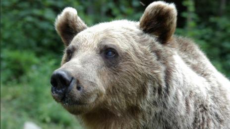 Гладна мечка се вози 8 километра върху боклукчийски камион в Ню Мексико
