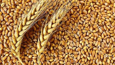 Зърнопроизводители очакват слаба реколта от пшеница