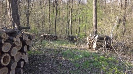 Днес изтича забраната за износ на дървесина