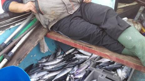 Морски бизнес: Борбата с нелегалния улов обхвана и рибния ни пазар