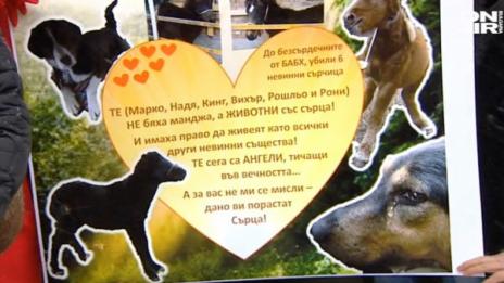 Природозащитници на протест за убитите кончета