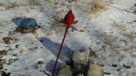 И роза цъфна сред снега във Варна