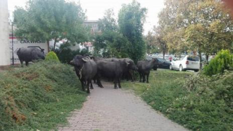 Стадо биволи на разходка, не ги пуснаха в метрото