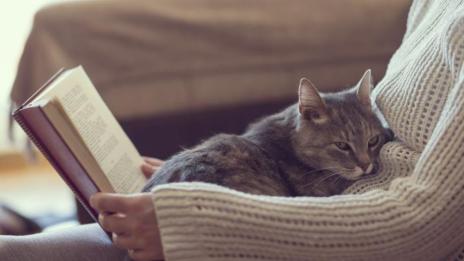 Защо котките обичат да спят при стопаните си