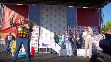 Избраха най-грозното куче в света (СНИМКА)